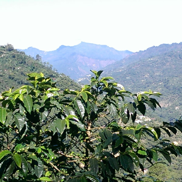 Tanzania Peaberry