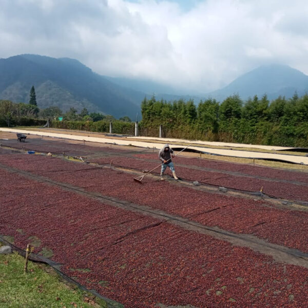 Guatemala Co-Atitlan Natural