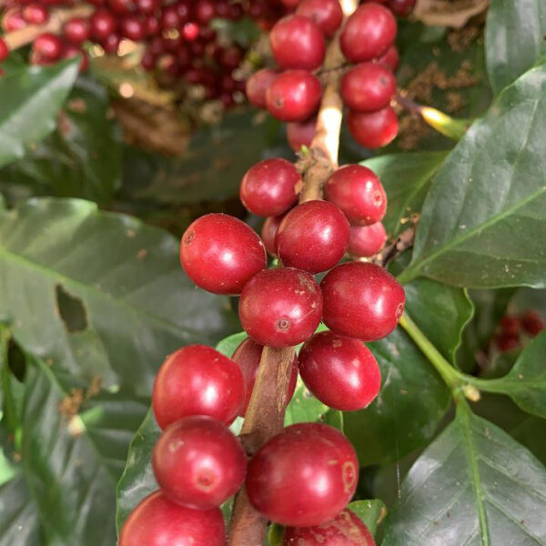 Subscription - Guatemala Rio Ocho